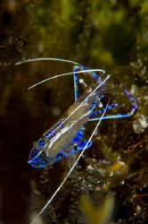 Pederson Shrimp.  105mm VR lens with +2 diopter. by Paul Colley 